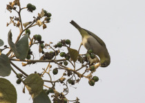 Abyssinian White-eye