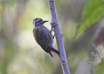 Abyssinian woodpecker