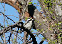 Acacia Pied Barbet