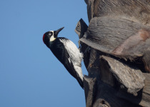 Acorn Woodpecker