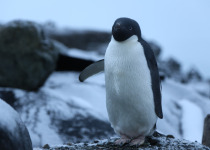 Adelie Penguin