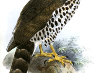 African Banded Snake Eagle