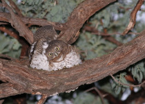 African Barred Owlet