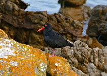 African Black Oystercatcher
