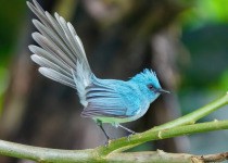 African Blue Flycatcher