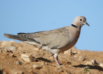 African Collared Dove