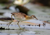 African Crake
