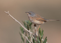 African Desert Warbler
