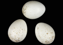 African Desert Warbler