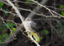African Dusky Flycatcher