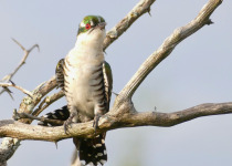 African Emerald Cuckoo
