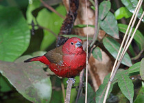 African Firefinch