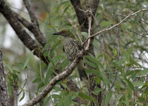 African Golden Oriole