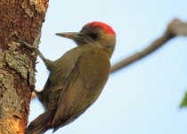 African Gray Woodpecker