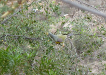 African Green Pigeon