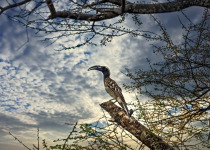African Grey Hornbill