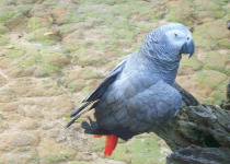 African Grey Parrot