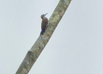 African Grey Woodpecker