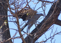 African Harrier-Hawk