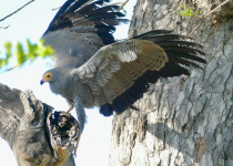 African Harrier-Hawk