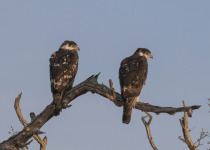 African Hawk-Eagle