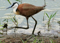 African Jacana