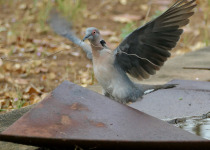 African Mourning Dove