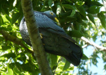 African Olive Pigeon