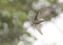African Palm Swift