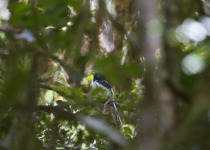 African Paradise Flycatcher