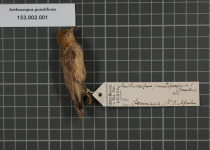 African Penduline Tit