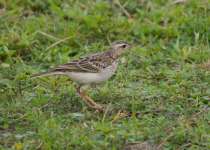 African Pipit