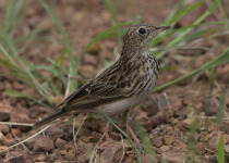 African Pipit