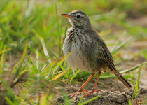 African Pipit
