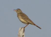 African Pipit