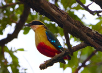 African Pitta