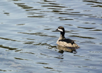 African Pygmy Goose