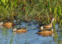 African Pygmy Goose