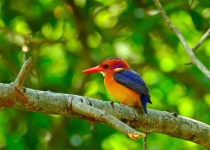 African Pygmy Kingfisher