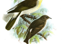 African pygmy kingfisher