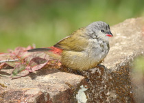 African Quailfinch