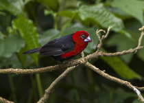African Red-headed Weaver