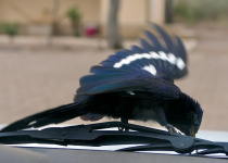 African Scimitar-bill