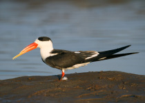 African Skimmer