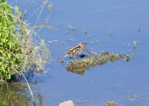 African Snipe