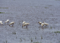 African Spoonbill