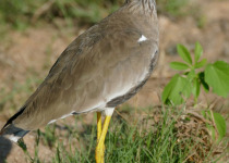African Wattled Lapwing