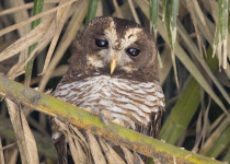 African Wood Owl