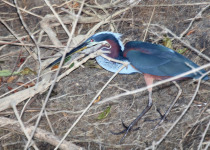 Agami Heron