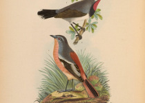 Alashan Redstart